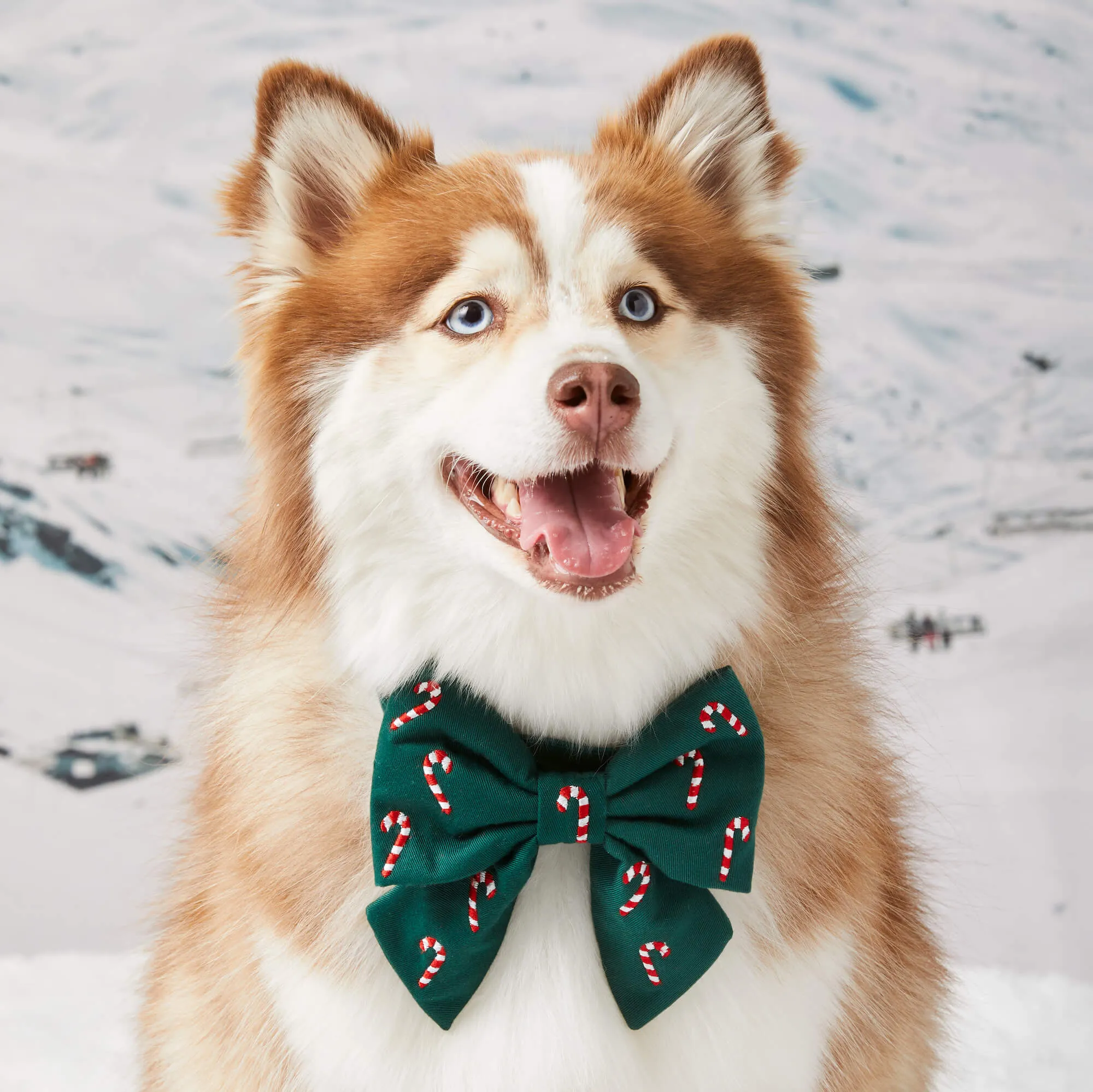 Candy Canes Embroidered Lady Bow Collar