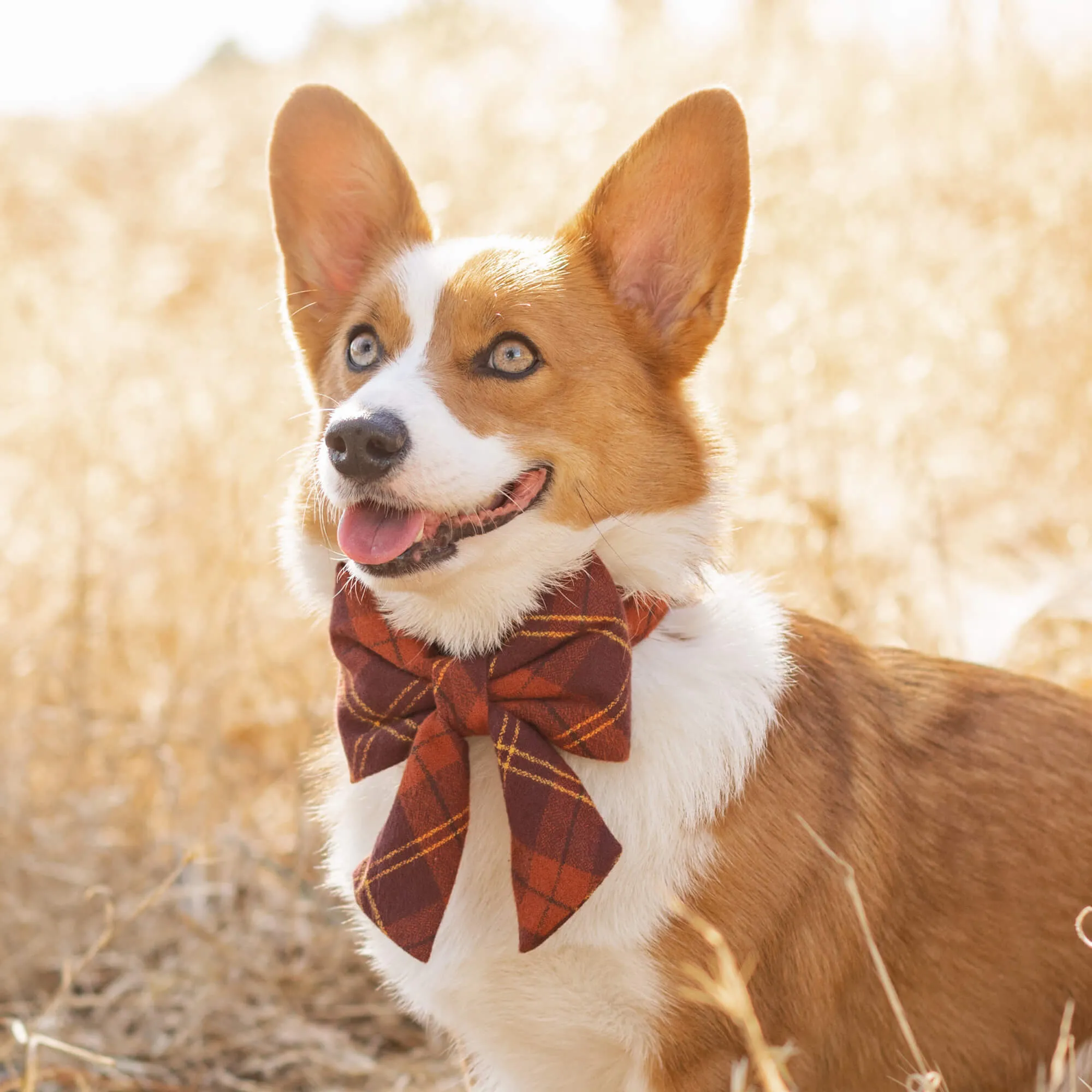 Cider Plaid Flannel Lady Bow Collar