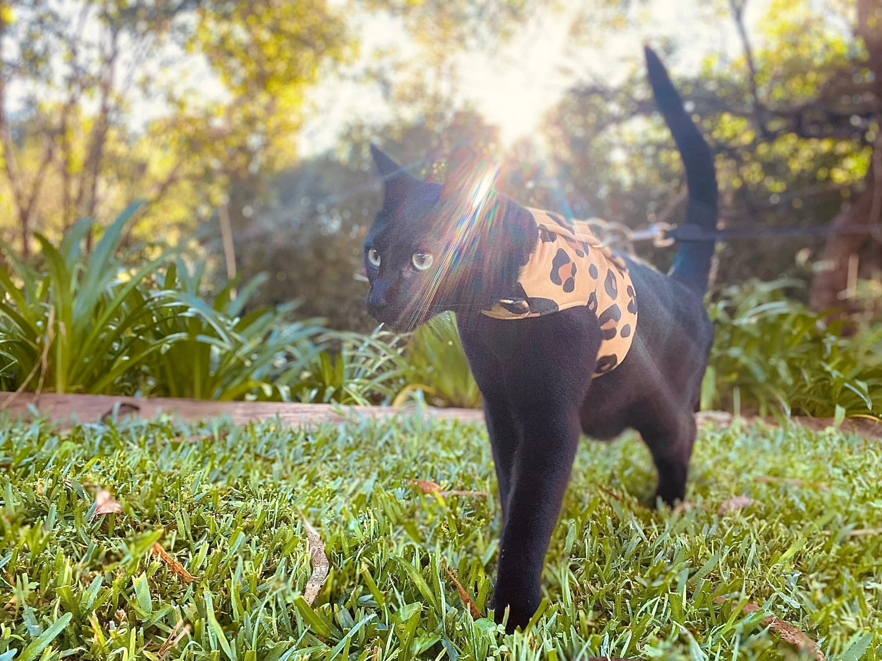 Leopard Print Luxe Velvet Jacket Harness